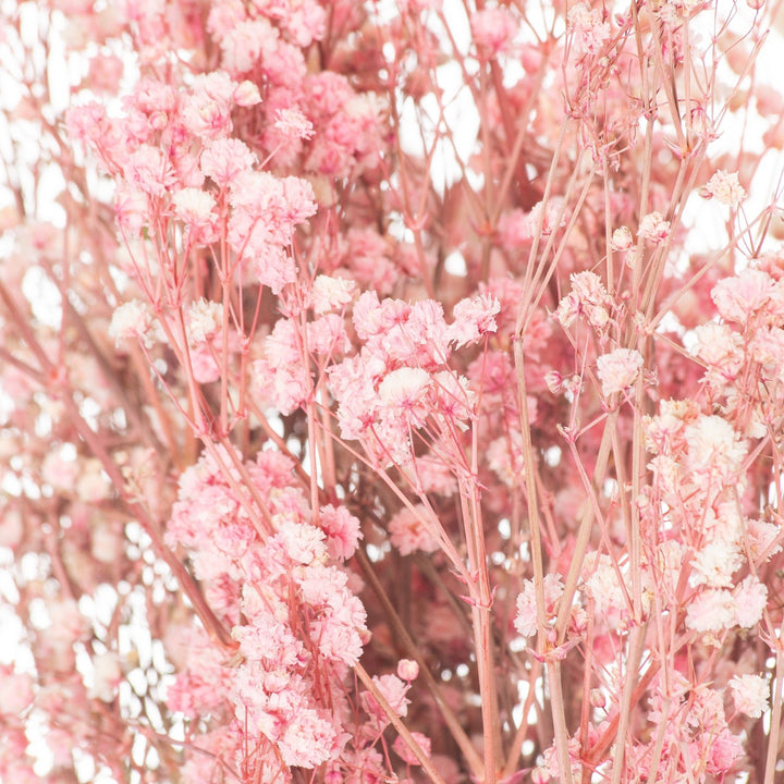 Dried Pale Pink Baby's Breath Bunch