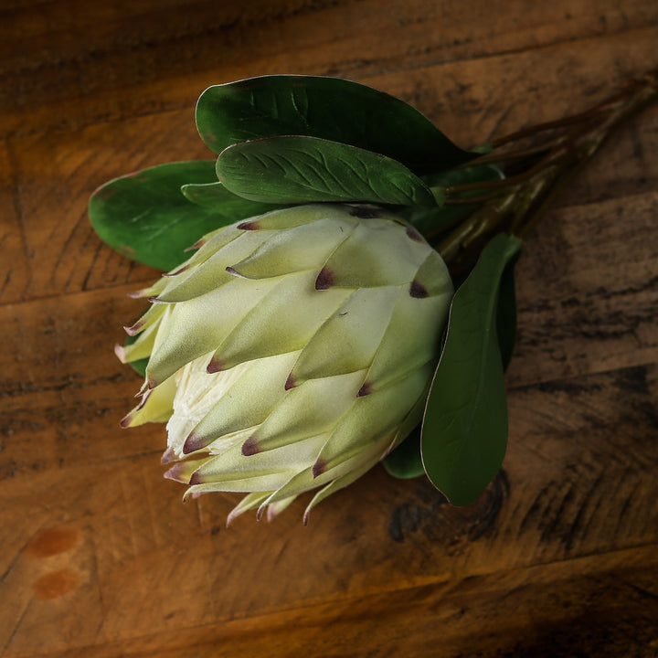 Large White Protea