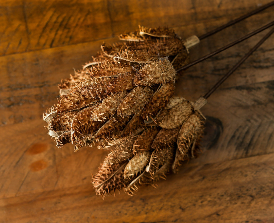 Bouquet Of Dried Protea