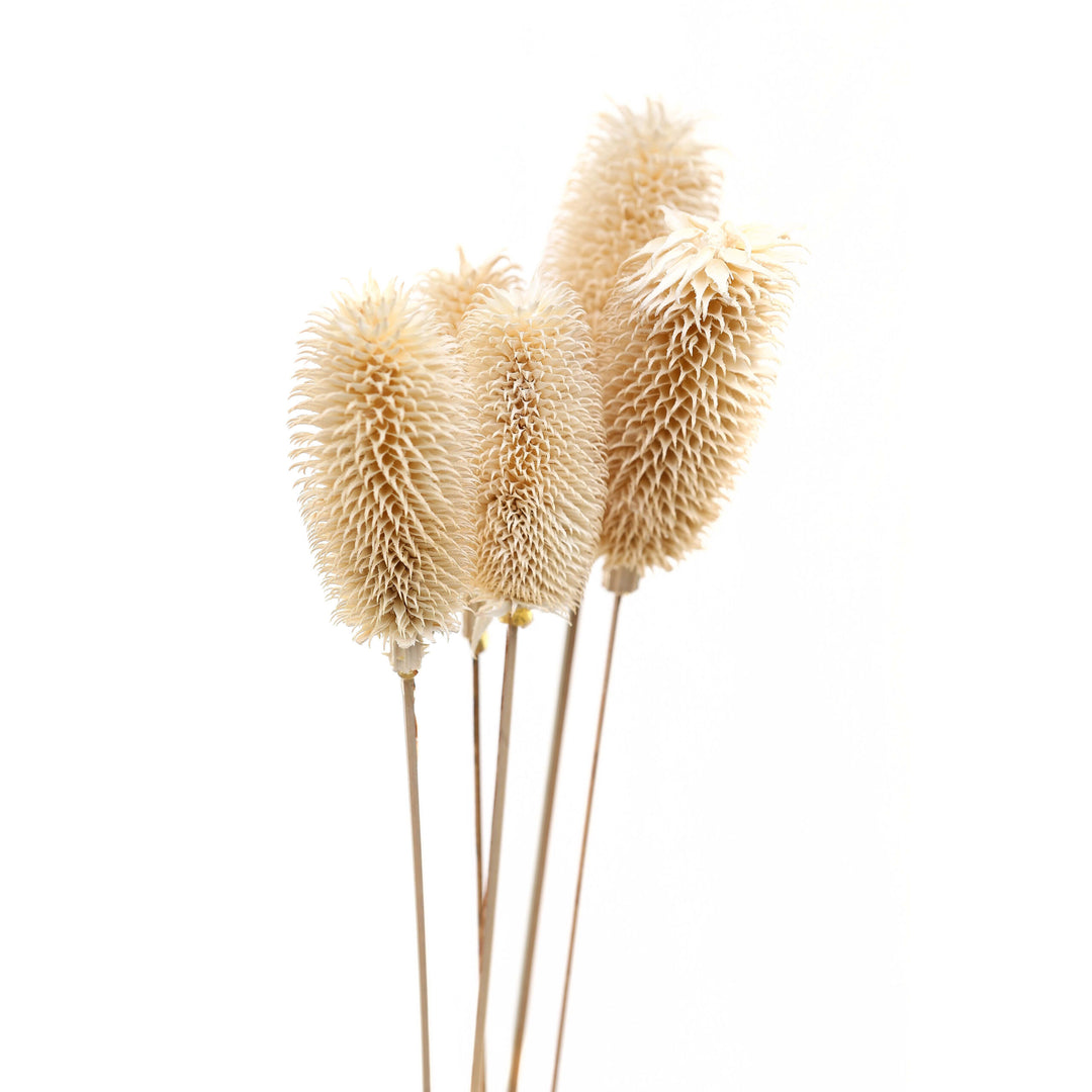 Bouquet Of Dried Tall Thistle