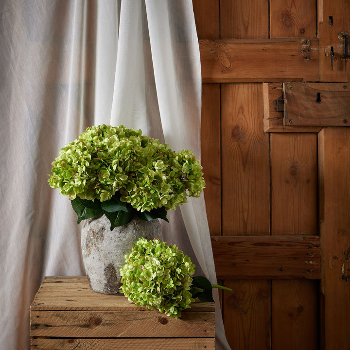 Green Hydrangea Bunch