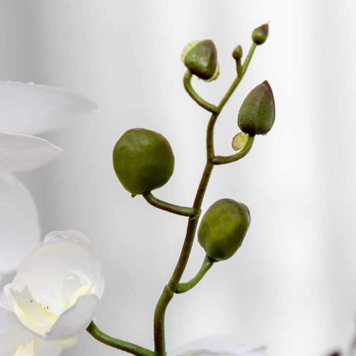 Artificial Orchid Plant in Pot, Artificial Flowers Fake Orchid Phalaenopsis for Home Decor Wedding, 17x17x14cm, White