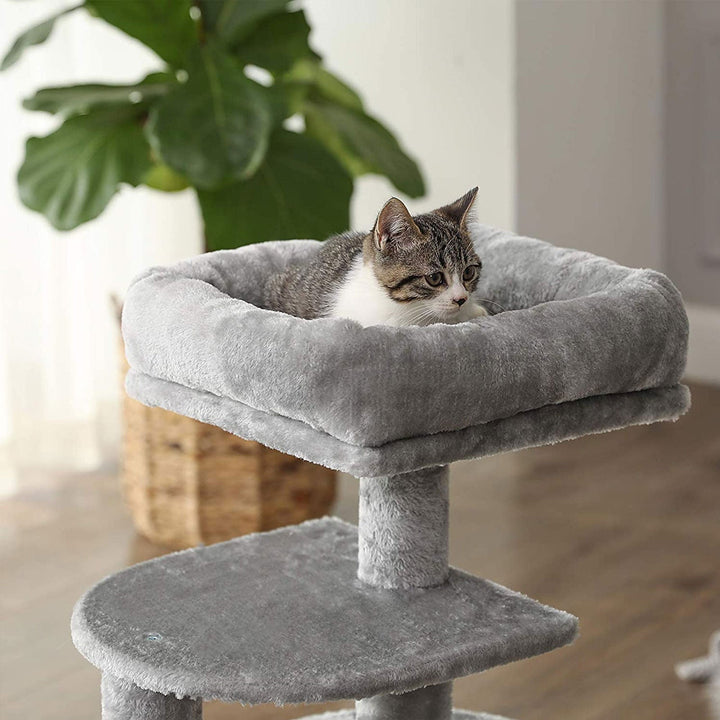 Kitten Scratching Post